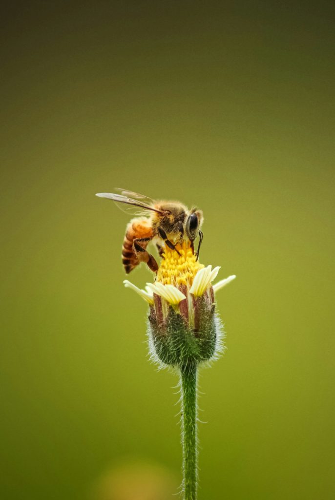 Bee sitting on a flower.